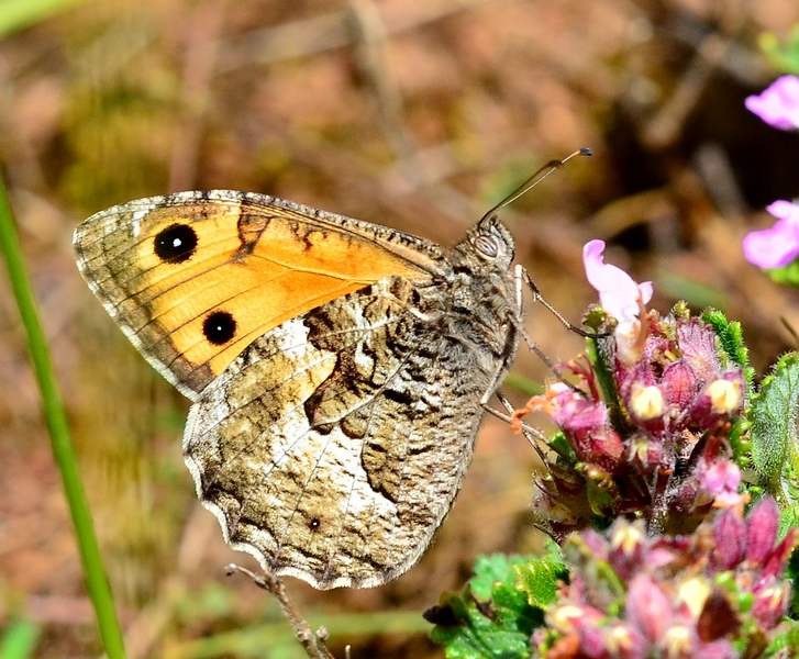 Il Velebit e le sue farfalle